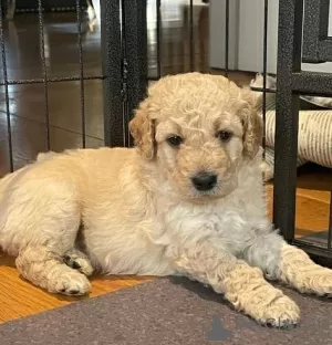 Additional photos: AJ Adorable Mini Goldendoodle pups