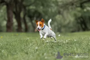 Additional photos: Jack Russell red and white boy and tricolor girl