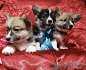 Additional photos: Beautiful Welsh Corgi Pembroke toddler from Belarus