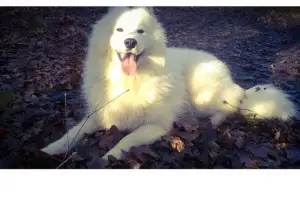 Photo №1. samoyed dog - for sale in the city of Pollestres | 1530$ | Announcement № 1025