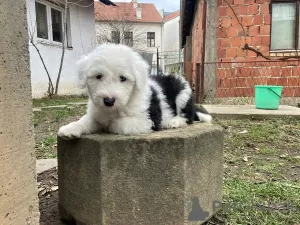 Photo №1. bobtail - for sale in the city of Kuršumlija | 634$ | Announcement № 91906