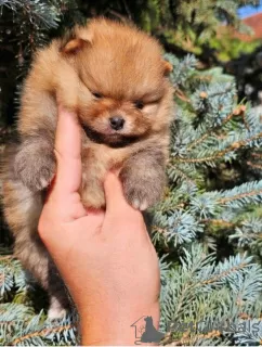 Photo №3. Pomeranian babies with superior genetics. Serbia