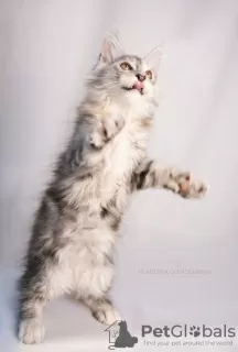 Photo №2 to announcement № 76773 for the sale of maine coon - buy in Kazakhstan from nursery