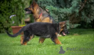 Photo №3. Gorgeous German Shepherd puppies. Lithuania