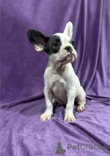 Additional photos: French bulldog puppies