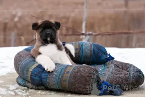 Additional photos: Puppy American Akita