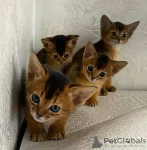 Additional photos: Abyssinian kittens