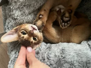 Additional photos: Certified cattery of Abyssinian kittens