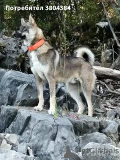 Additional photos: Laika puppies West Siberian.