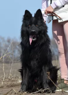 Additional photos: puppies German long-haired shepherd-boys and girls KSU / FCI, 33 days, book