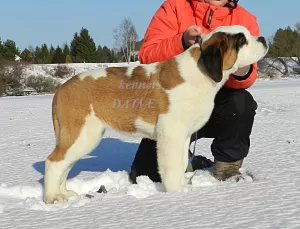 Additional photos: Puppies of saint bernard