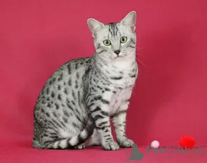 Additional photos: The cattery offers Egyptian Mau kittens for sale.