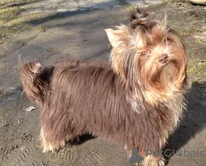 Photo №4. I will sell yorkshire terrier in the city of Gomel. breeder - price - 509$