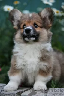 Photo №3. Welsh corgi pembroke puppies. Russian Federation