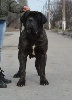 Additional photos: English Mastiff Puppies