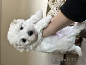 Additional photos: Maltese puppies 3 boys