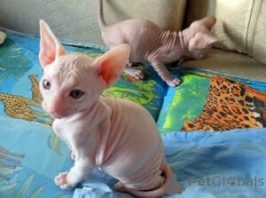 Photo №1. sphynx cat - for sale in the city of Berlin | 402$ | Announcement № 117865