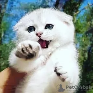 Photo №1. scottish fold - for sale in the city of Kishinev | 528$ | Announcement № 46624