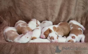 Additional photos: Podenco Ibicenco puppies.