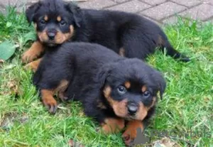 Photo №1. rottweiler - for sale in the city of Giessen | Is free | Announcement № 129621