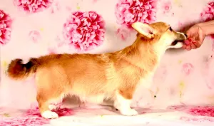 Photo №3. Girl for sale Welsh Corgi Pembroke. Russian Federation