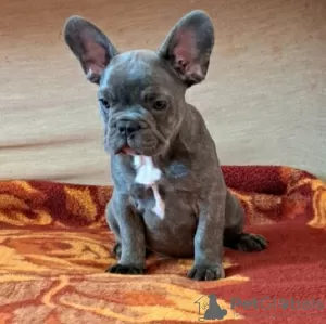 Photo №1. french bulldog - for sale in the city of Belgrade | negotiated | Announcement № 95350