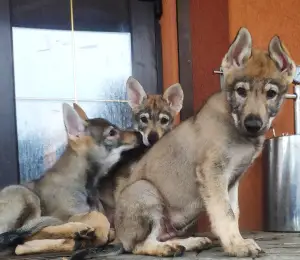 Additional photos: Czechoslovakian wolfdog puppies for sale