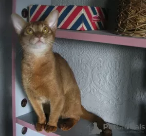 Photo №2 to announcement № 50891 for the sale of abyssinian cat - buy in Belarus from nursery