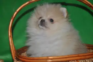 Photo №1. pomeranian - for sale in the city of Москва | 255$ | Announcement № 1127