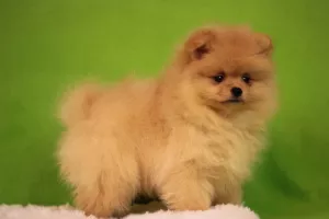 Photo №4. I will sell pomeranian in the city of St. Petersburg. from nursery - price - 1194$