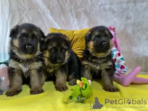 Photo №1. german shepherd - for sale in the city of Golub-Dobrzyń | 951$ | Announcement № 43101