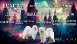 Additional photos: Samoyed puppies for sale