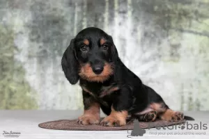 Photo №4. I will sell dachshund in the city of Москва. from nursery, breeder - price - 716$