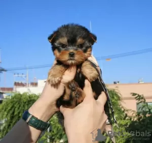 Photo №3. Yorky puppies. United States