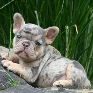 Photo №2 to announcement № 124733 for the sale of french bulldog - buy in United States breeder