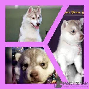 Photo №1. siberian husky - for sale in the city of Mariupol | negotiated | Announcement № 13222