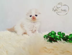 Photo №3. scottish fold male. Israel