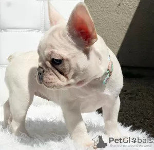 Photo №2 to announcement № 125626 for the sale of french bulldog - buy in United Kingdom 