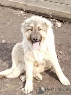 Additional photos: Caucasian Shepherd Puppies