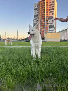 Additional photos: Akita Inu puppies