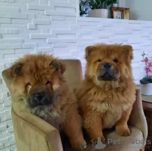 Photo №3. Chow Chow Puppies. Serbia