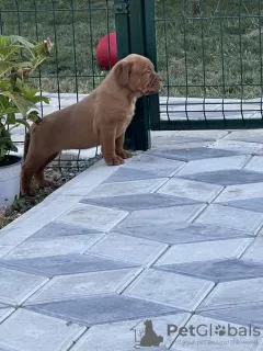 Additional photos: Dogue de Bordeaux puppies