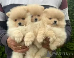 Additional photos: Pomeranian baby dogs