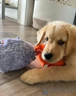 Photo №3. Healthy cute adorable and socialized Golden retriever puppies. Germany