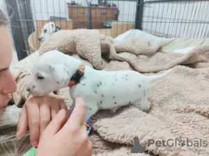 Additional photos: Stunning Dalmatian Puppies black or liver spots