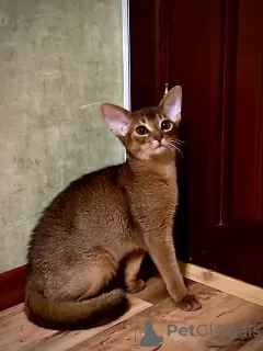 Photo №3. Abyssinian kittens. Belarus