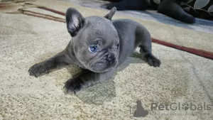 Photo №1. french bulldog - for sale in the city of Смолевичи | 377$ | Announcement № 124830