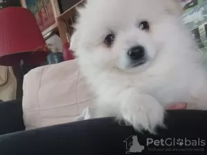 Photo №2 to announcement № 36892 for the sale of german spitz - buy in Croatia private announcement