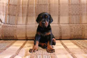 Photo №3. Doberman puppies are ready to move. Bulgaria