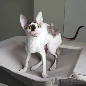 Photo №3. Cornish Rex girl, 5.5 months. Russian Federation